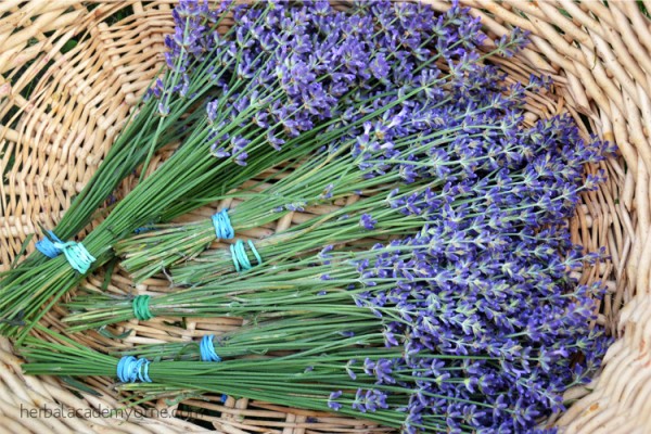 mua hoa lavender khô 