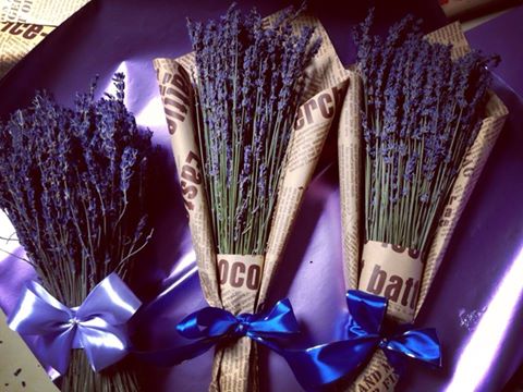 Phân phối bán sỉ hoa Lavender tại TP.HCM