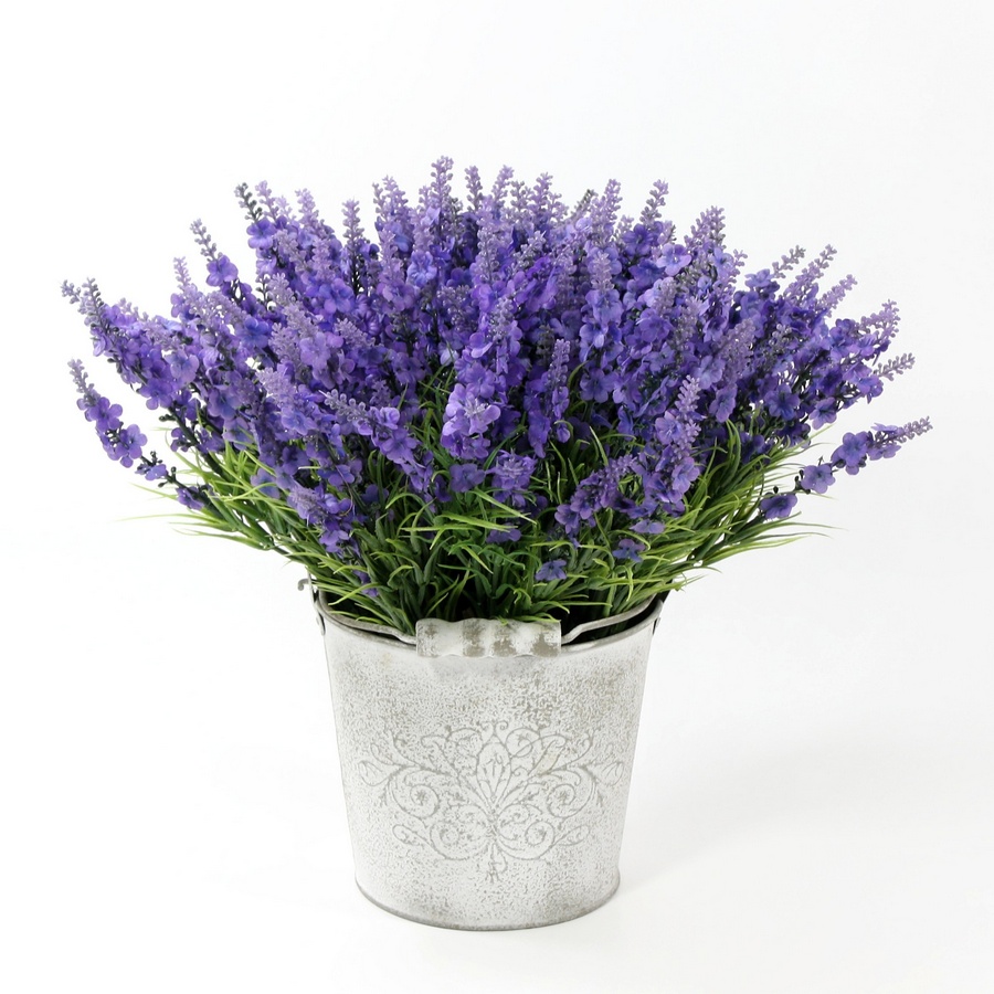Phân phối bán sỉ hoa Lavender tại TP.HCM