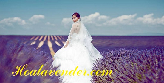 bán sỉ hoa lavender bán sỉ hoa lavender