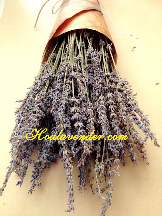 bán sỉ hoa lavender bán sỉ hoa lavender