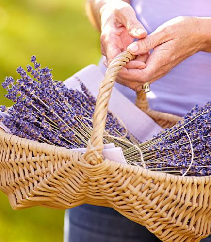 Hoa lavender khô – giải pháp cho không gian sống hiện đại
