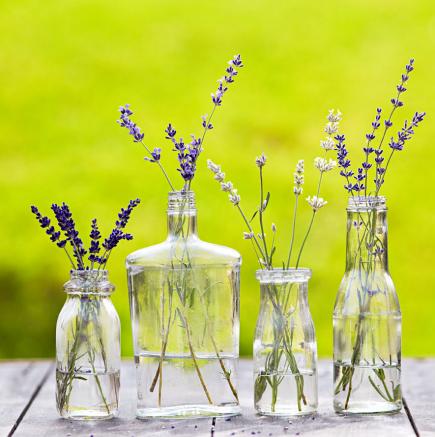 Hoa lavender khô – giải pháp cho không gian sống hiện đại