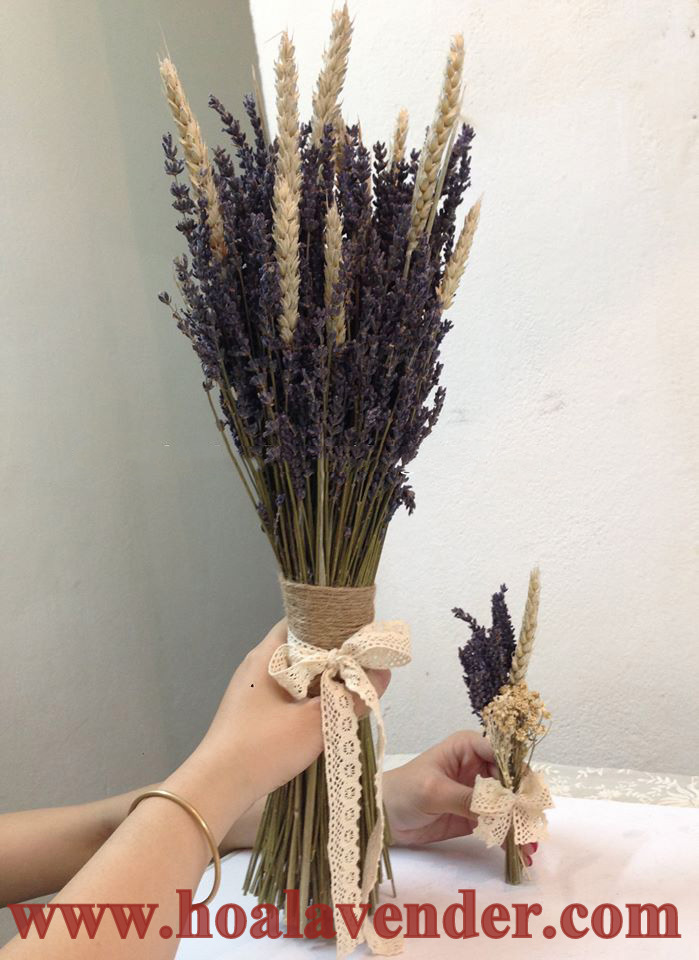 hoa lavender lúa mạch