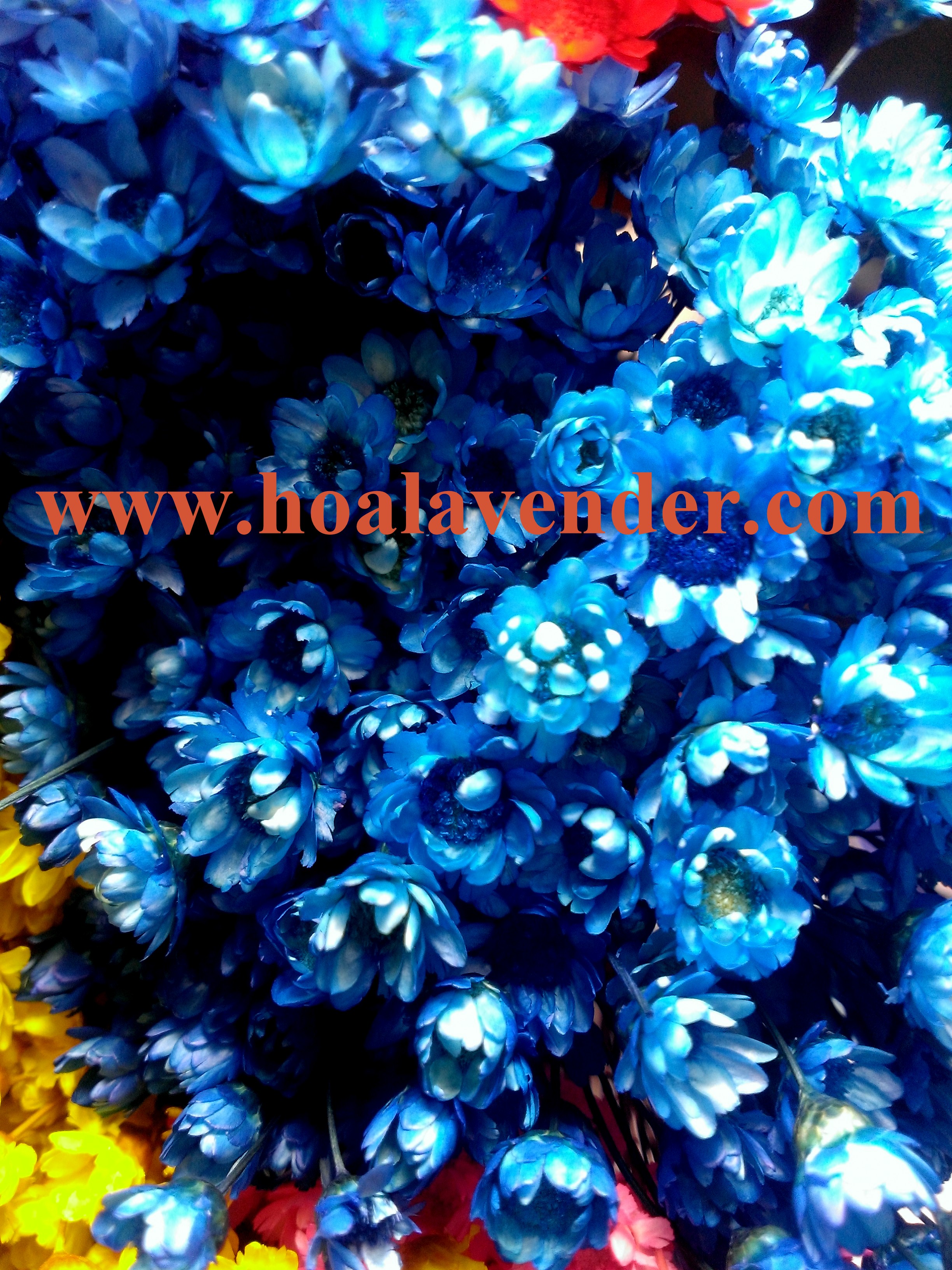 hoa tuyết xanh dương