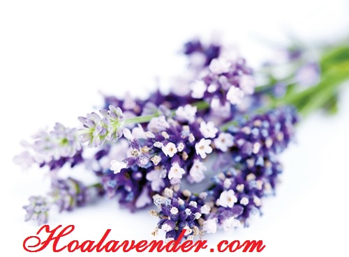 nụ hoa lavender khô