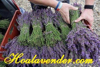 4 lưu ý khi chọn địa chỉ bán hoa Lavender Tphcm hoàn hảo