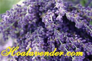 4 phát hiện thú vị về hoa Lavender với cuộc sống hằng ngày