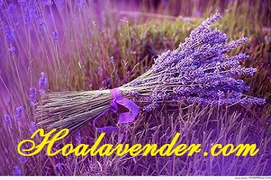 4 yếu tố giúp kinh doanh bán sỉ hoa Lavender thành công