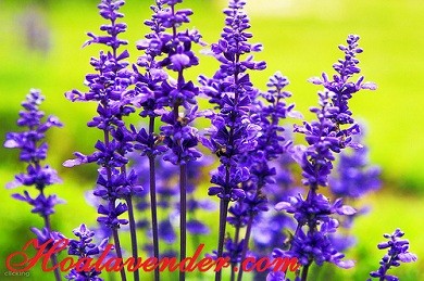 Bật mí những thú vị về hoa Lavender có thể bạn chưa biết