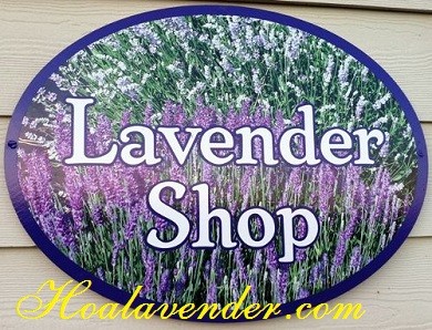 Cách bảo quản hoa Lavender khô hiệu quả
