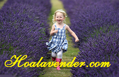 Cảm thấy thú vị khi phát hiện nguồn gốc hoa Lavender