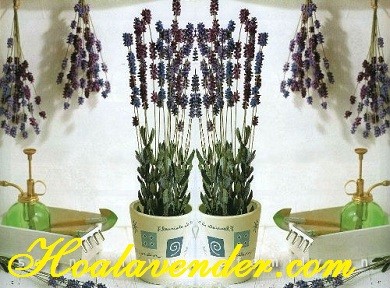 Đắm chìm trong vẻ đẹp của hoa Lavender tại Nhật Bản