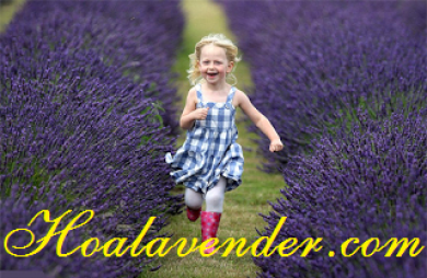 Điểm danh những thung lũng hoa Lavender nổi tiếng trên thế giới