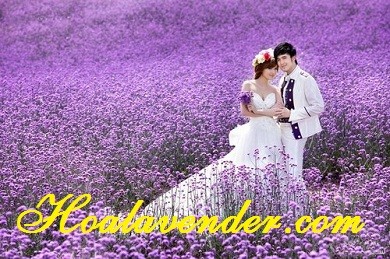 Hoa Lavender khô – món quà tình yêu độc đáo