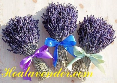 Khởi nghiệp shop bán sỉ hoa Lavender chỉ với 10 triệu đồng