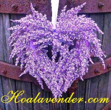 Mua hoa Lavender Tphcm có thật sự đơn giản?