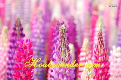 Shop bán sỉ hoa Lavender mang đến sự nhiệm màu cho tình yêu của bạn
