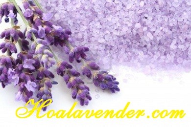 Thích thú với con đường bán hoa Lavender Tphcm