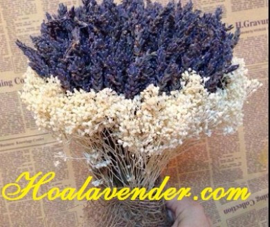 Tìm nguồn bán sỉ hoa Lavender ở đâu đảm bảo – Xem ngay kẻo lỡ