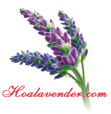 Trở thành triệu phú nhờ bán sỉ hoa Lavender