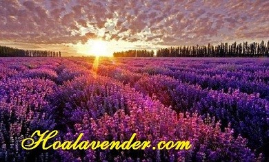 {Giải trí} Tròn mắt với cảnh thu hoạch hoa Lavender