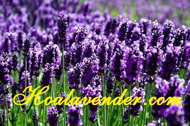 5 tác dụng tuyệt vời của hoa Lavender