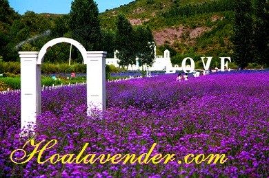5 tuyệt chiêu cực hay giúp bạn mở shop bán sỉ hoa Lavender – P2