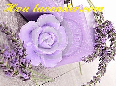 Ba điều tuyệt vời tại shop bán sỉ hoa lavender