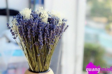 Bán hoa oải hương nhập từ Pháp: rất nhiều mẫu đẹp dành cho khách yêu