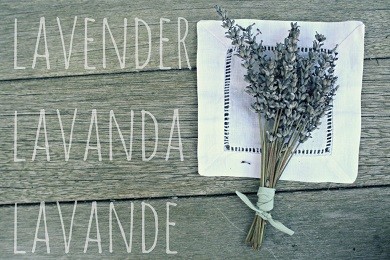 Bán sỉ hoa Lavender Đà Nẵng, sao bạn chưa thử?