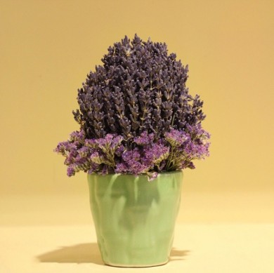 Bán sỉ hoa lavender, lavandin, nụ lavender