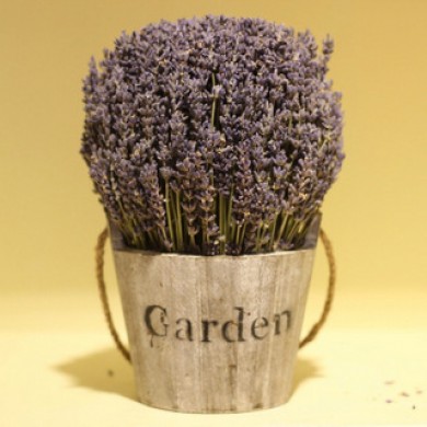 Bán sỉ hoa lavender trên toàn quốc
