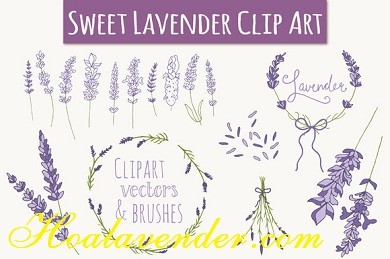 Bán sỉ hoa Lavender – từ ý tưởng tới hành động