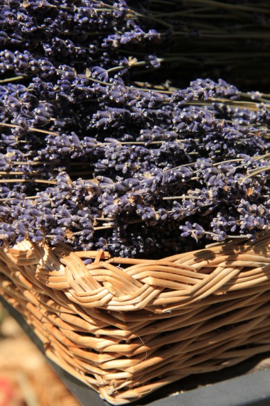 Bán sỉ hoa Lavender