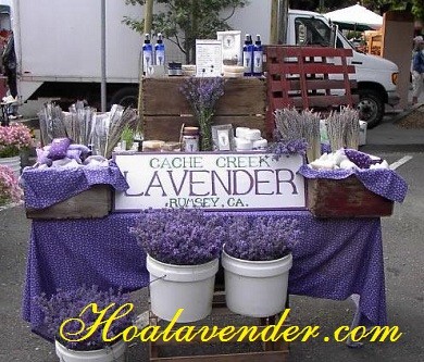 {Bật mí} Những lưu ý trước khi mua bán sỉ hoa Lavender