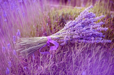 Bán sỉ hoa lavender cho ai