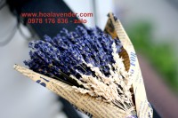 Bó hoa lavender khô
