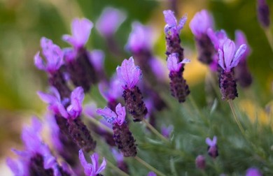 Cách mua hoa lavender khô TP. HCM giao nhanh nhất có ngay trong ngày