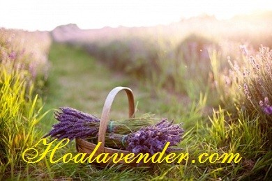 {Chia sẻ}Tập tành kinh doanh bán sỉ hoa Lavender khó hay dễ?
