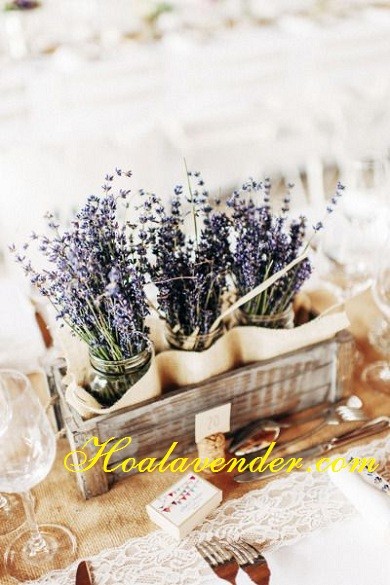 Có thể bạn chưa biết shop bán sỉ hoa Lavender hàng đầu Tphcm