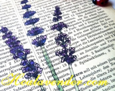 Cùng shop bán sỉ hoa Lavender phân biệt các giống hoa