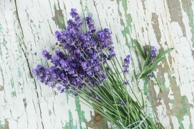 Địa chỉ mua hoa khô lavender ở TP. HCM