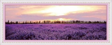 Địa chỉ mua hoa lavender khô khu vực Hóc Môn, Gò Vấp, Thủ Đức