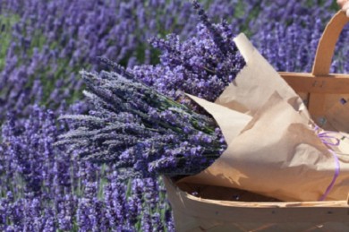 Độ “hot” của shop bán sỉ hoa lavender!