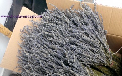 Shop bán sỉ hoa lavender giá rẻ tại tp.hcm