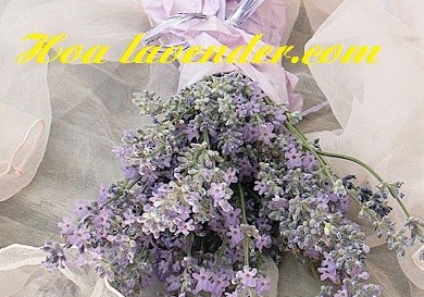 Hai tiêu chí cần có của shop bán sỉ hoa lavender