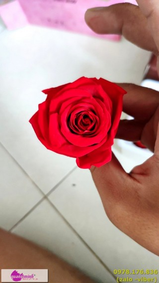 Hoa hồng vĩnh cửu