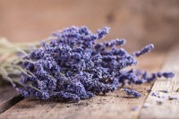 Hoa lavender tổng hợp