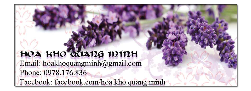 Hoa lavender tphcm